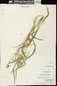 Elymus hystrix image