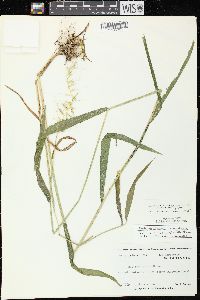 Elymus hystrix image