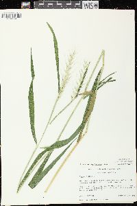 Elymus hystrix image