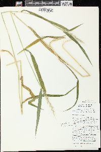 Elymus hystrix image