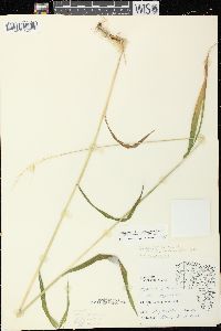 Elymus hystrix image