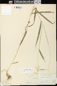 Elymus hystrix image