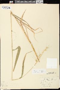 Elymus hystrix image