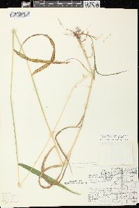 Elymus hystrix image