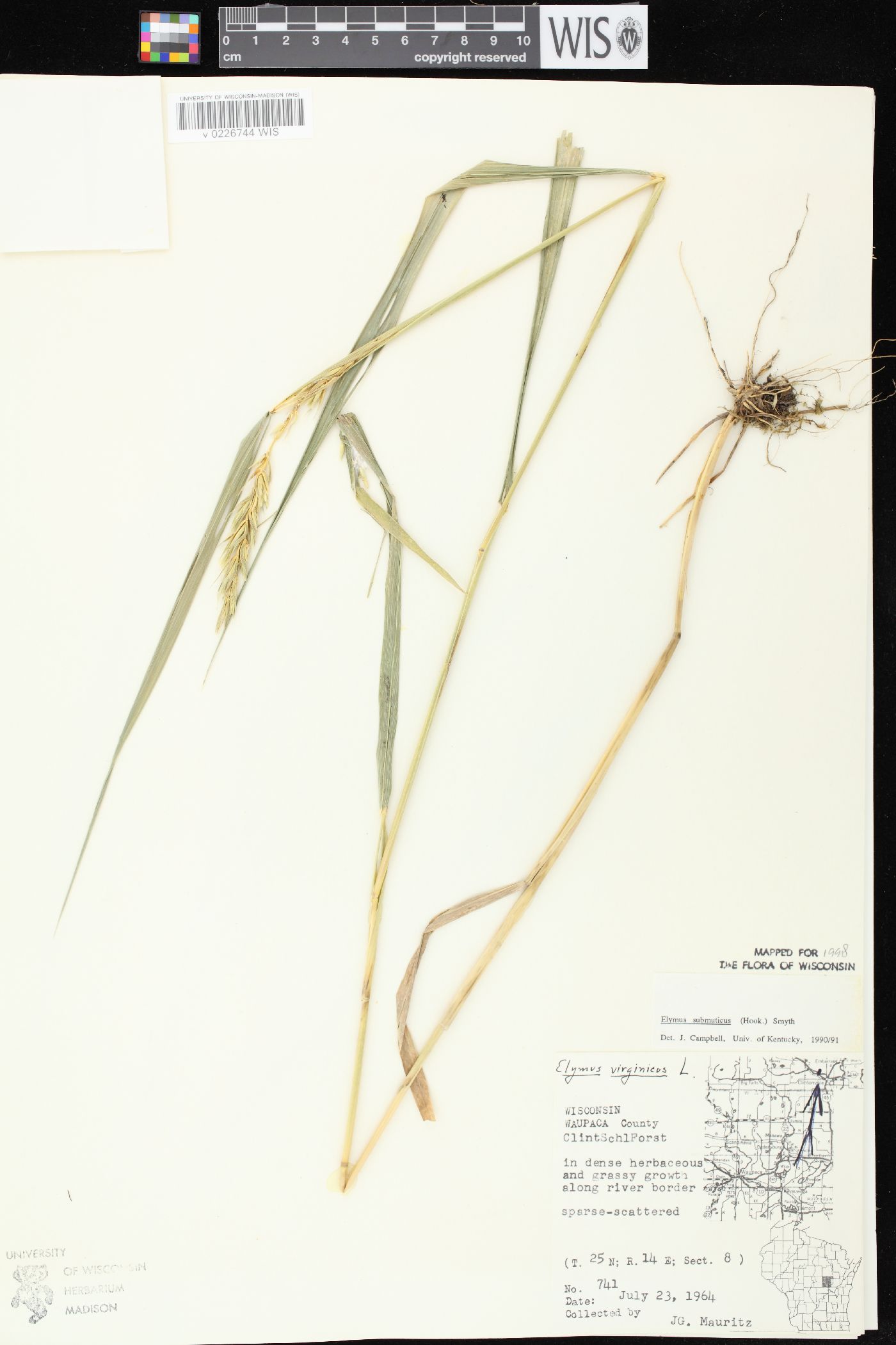 Elymus curvatus image