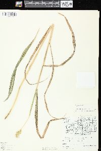 Elymus curvatus image