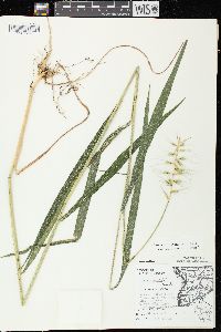 Elymus hystrix image