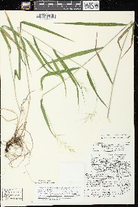 Elymus hystrix image