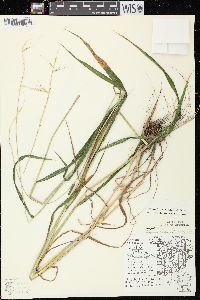 Elymus hystrix image