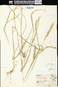 Elymus macgregorii image