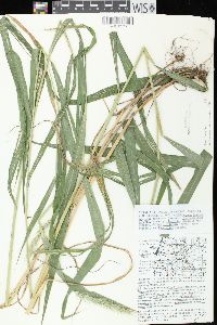 Elymus riparius image