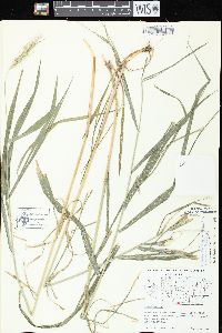 Elymus riparius image