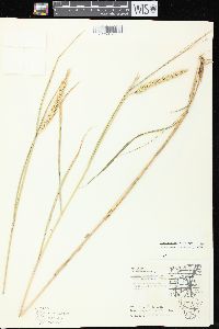 Elymus curvatus image