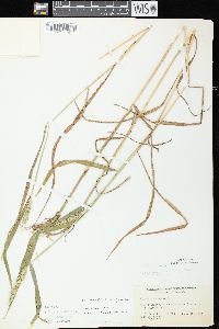 Elymus curvatus image