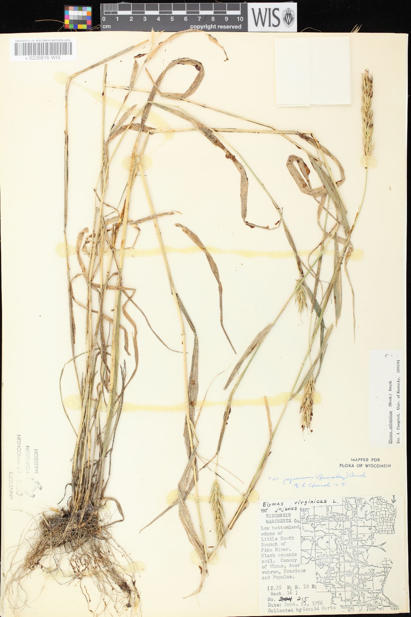 Elymus curvatus image