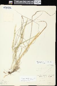 Elymus trachycaulus subsp. subsecundus image