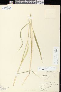 Elymus trachycaulus subsp. subsecundus image