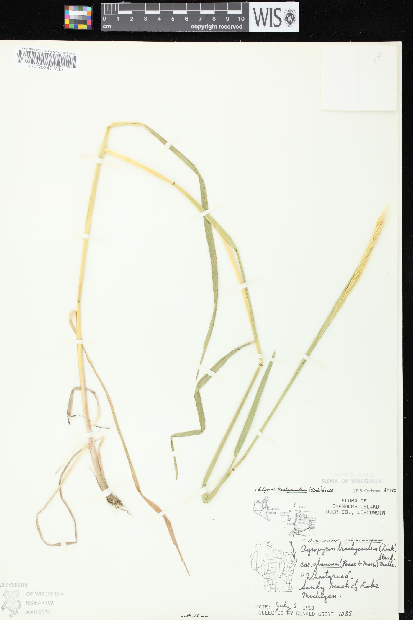 Elymus trachycaulus subsp. subsecundus image