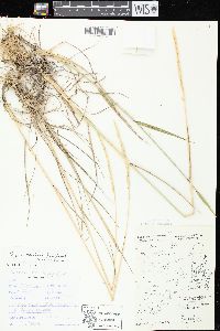 Elymus trachycaulus subsp. trachycaulus image