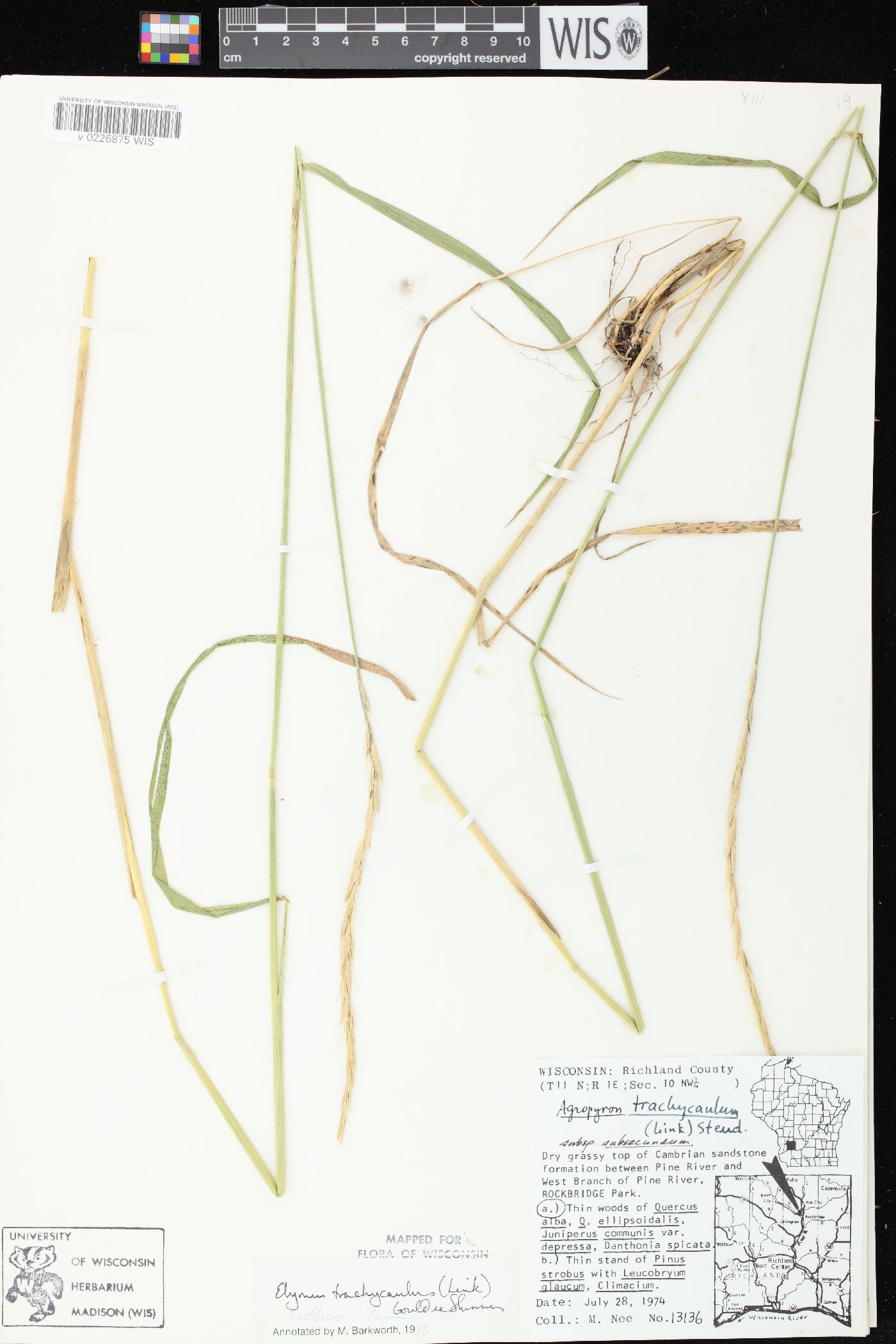 Elymus trachycaulus subsp. subsecundus image