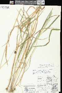 Elymus trachycaulus subsp. subsecundus image