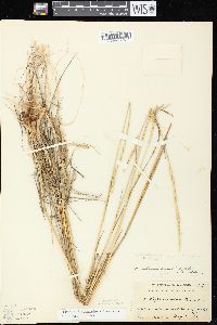 Elymus trachycaulus subsp. trachycaulus image