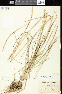 Elymus trachycaulus subsp. trachycaulus image