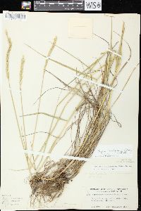 Elymus trachycaulus subsp. trachycaulus image