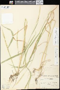 Elymus trachycaulus subsp. trachycaulus image