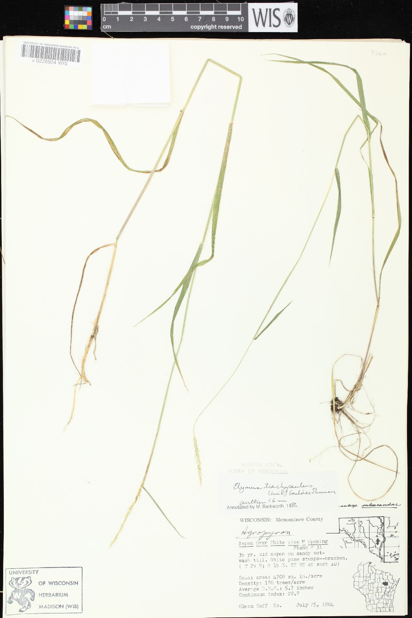 Elymus trachycaulus subsp. subsecundus image