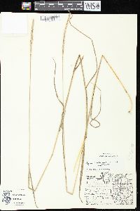 Elymus trachycaulus subsp. subsecundus image