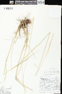 Elymus trachycaulus subsp. subsecundus image