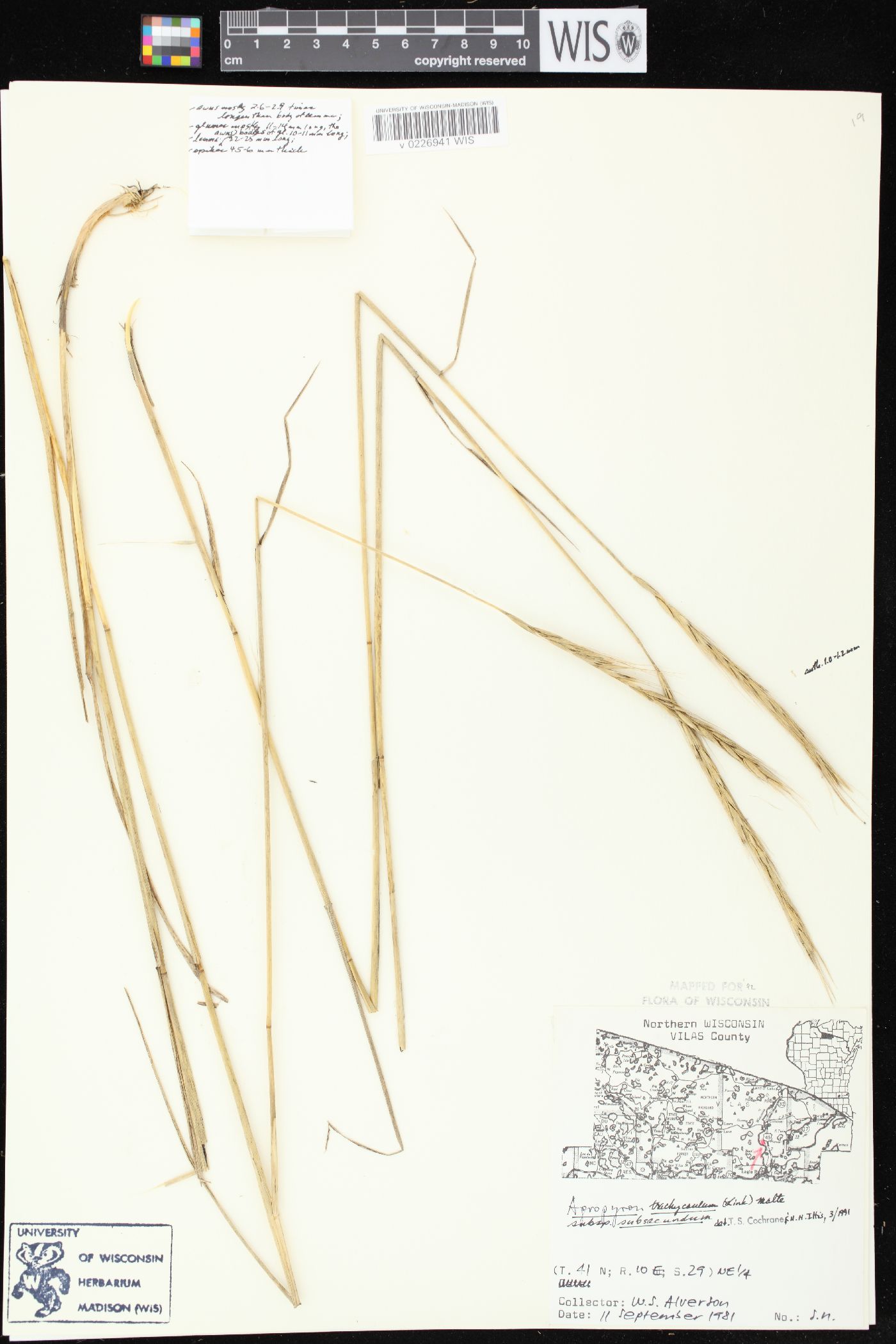 Elymus trachycaulus subsp. subsecundus image