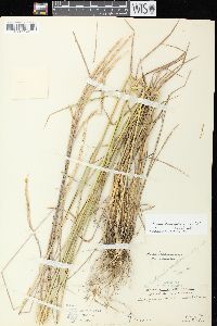 Elymus trachycaulus subsp. subsecundus image