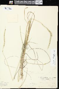 Elymus trachycaulus subsp. subsecundus image