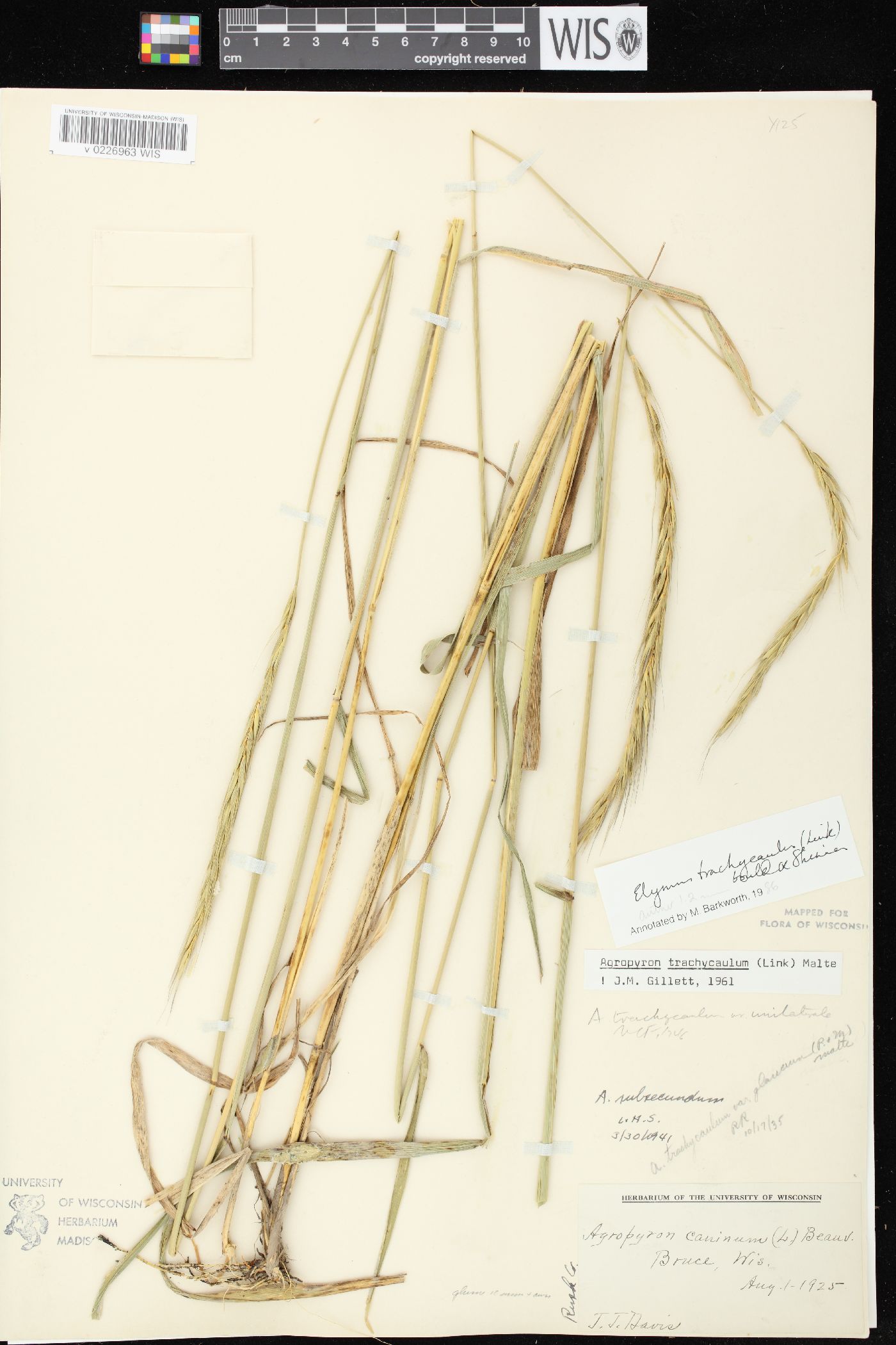 Elymus trachycaulus subsp. subsecundus image