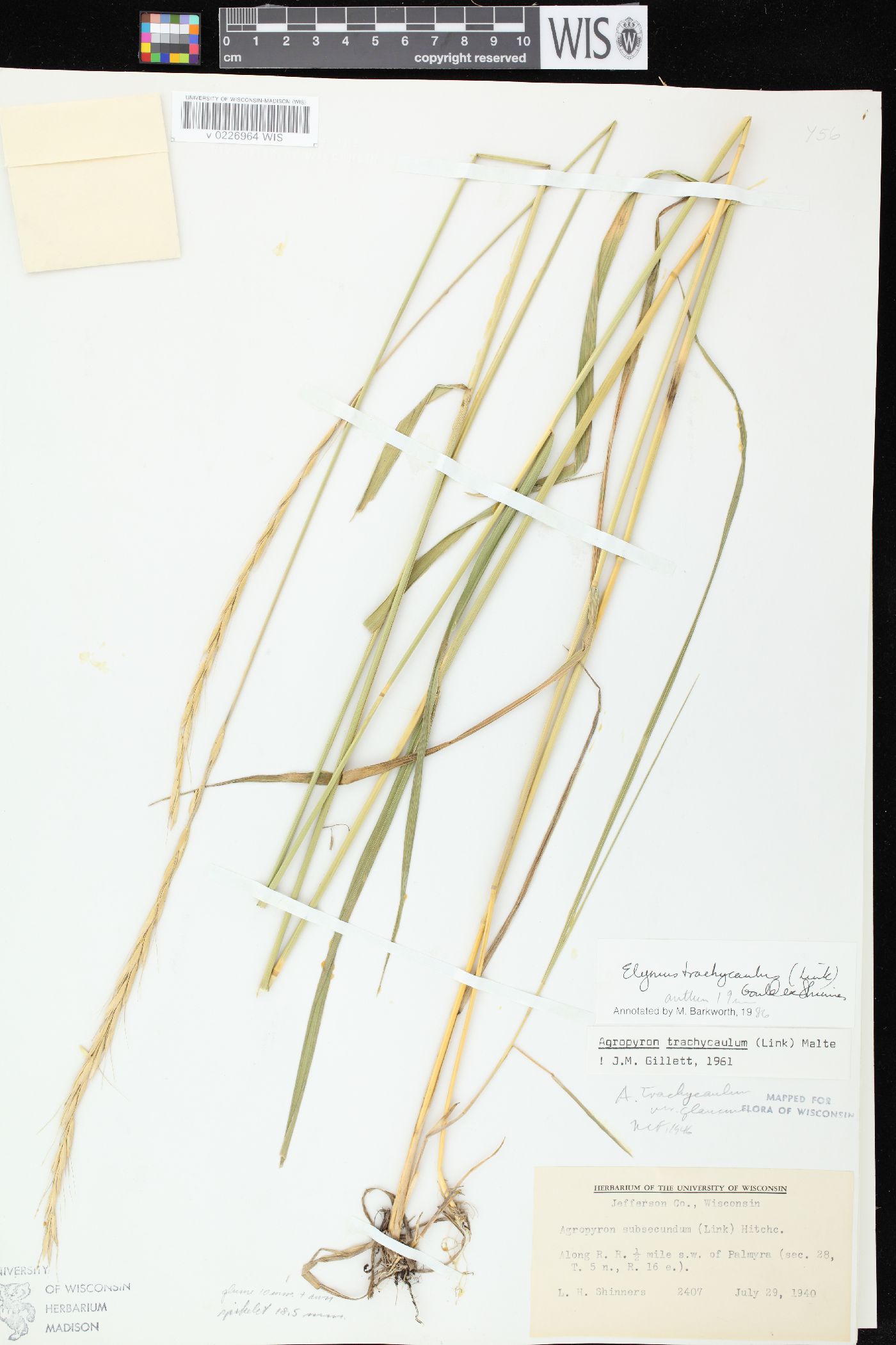 Elymus trachycaulus subsp. subsecundus image