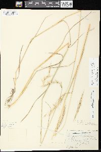 Elymus trachycaulus subsp. subsecundus image