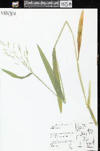 Milium effusum image