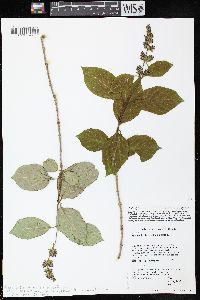 Syringa josikaea image