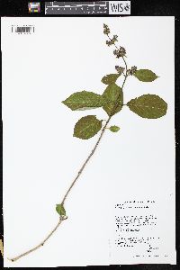 Syringa josikaea image