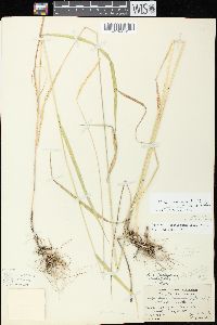 Elymus trachycaulus subsp. trachycaulus image