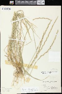 Elymus trachycaulus subsp. trachycaulus image