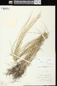 Elymus trachycaulus subsp. trachycaulus image