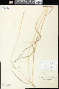 Elymus trachycaulus subsp. trachycaulus image