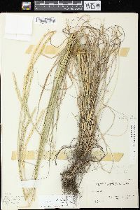 Elymus trachycaulus subsp. trachycaulus image