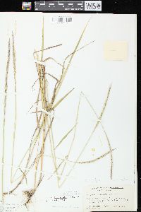 Elymus trachycaulus subsp. trachycaulus image