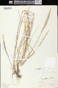 Elymus trachycaulus subsp. trachycaulus image