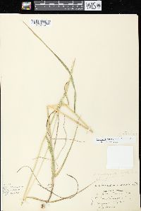 Elymus trachycaulus subsp. trachycaulus image