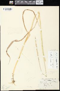 Elymus trachycaulus subsp. trachycaulus image